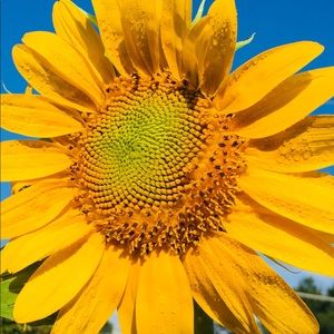 Meet your Posher, Isabel